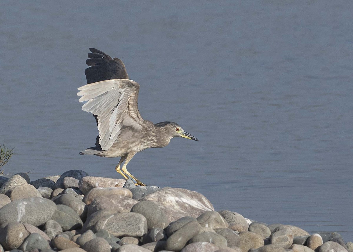 夜鷺 - ML652725717