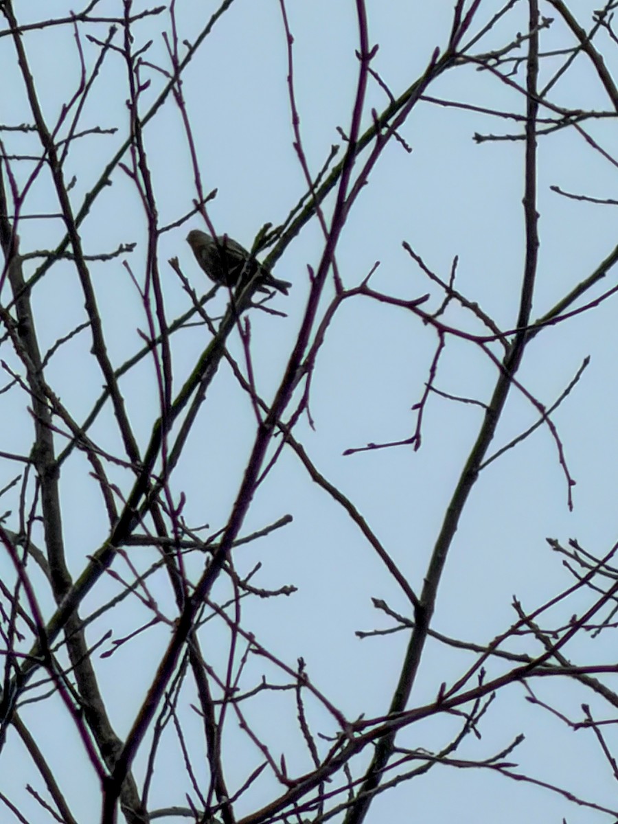 Pine Siskin - ML652725724