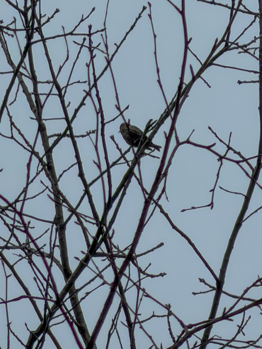 Pine Siskin - ML652725725