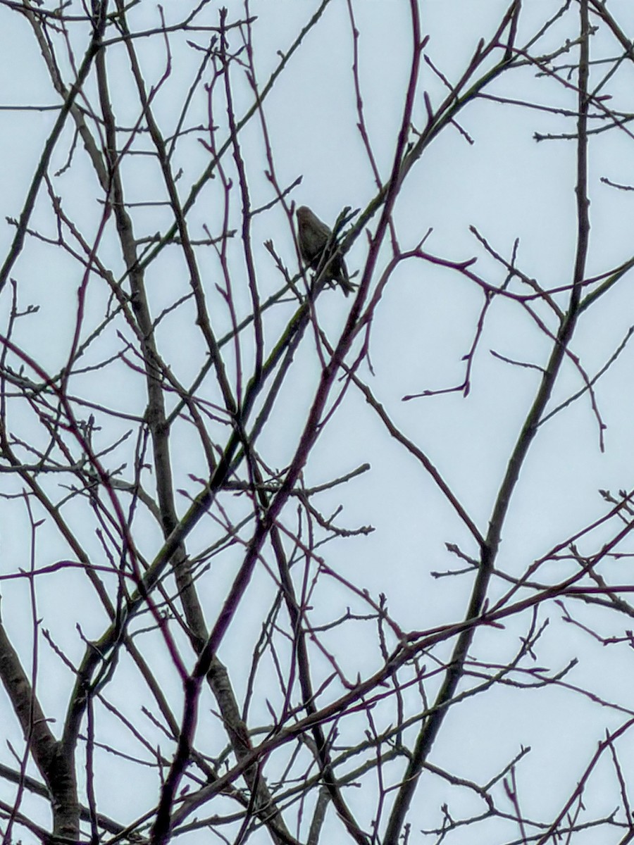 Pine Siskin - ML652725726