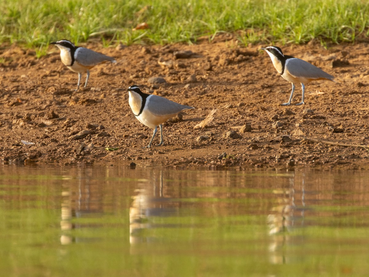 Крокодилов сторож - ML652725727