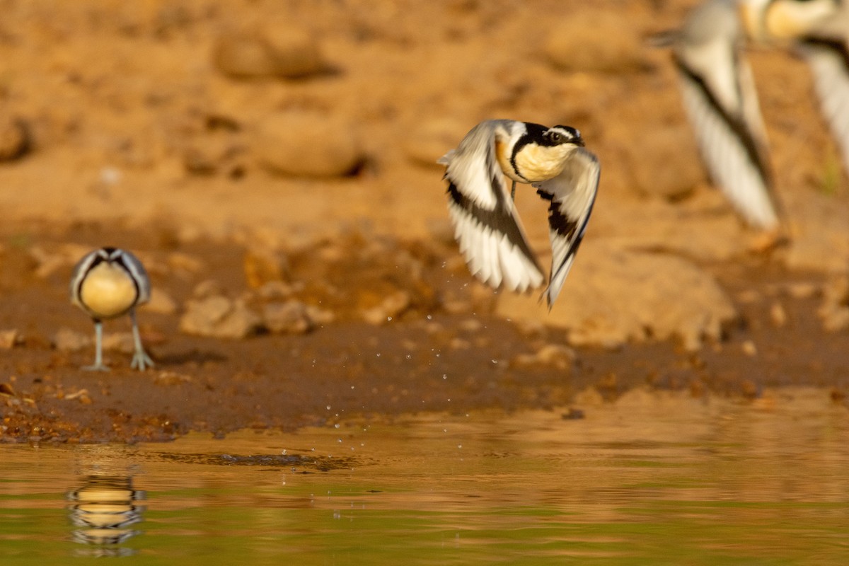 Крокодилов сторож - ML652725765