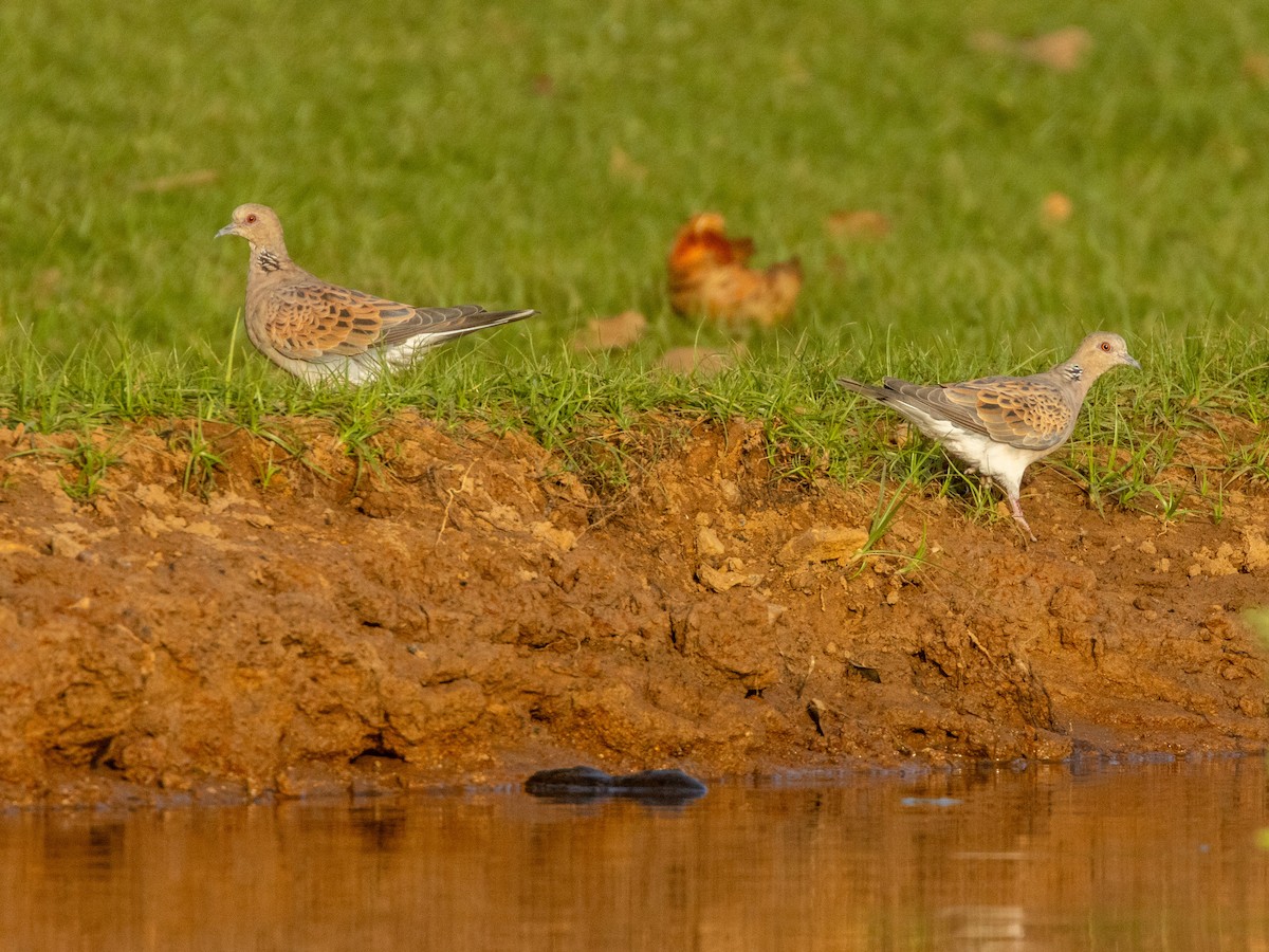 Горлица - ML652725808