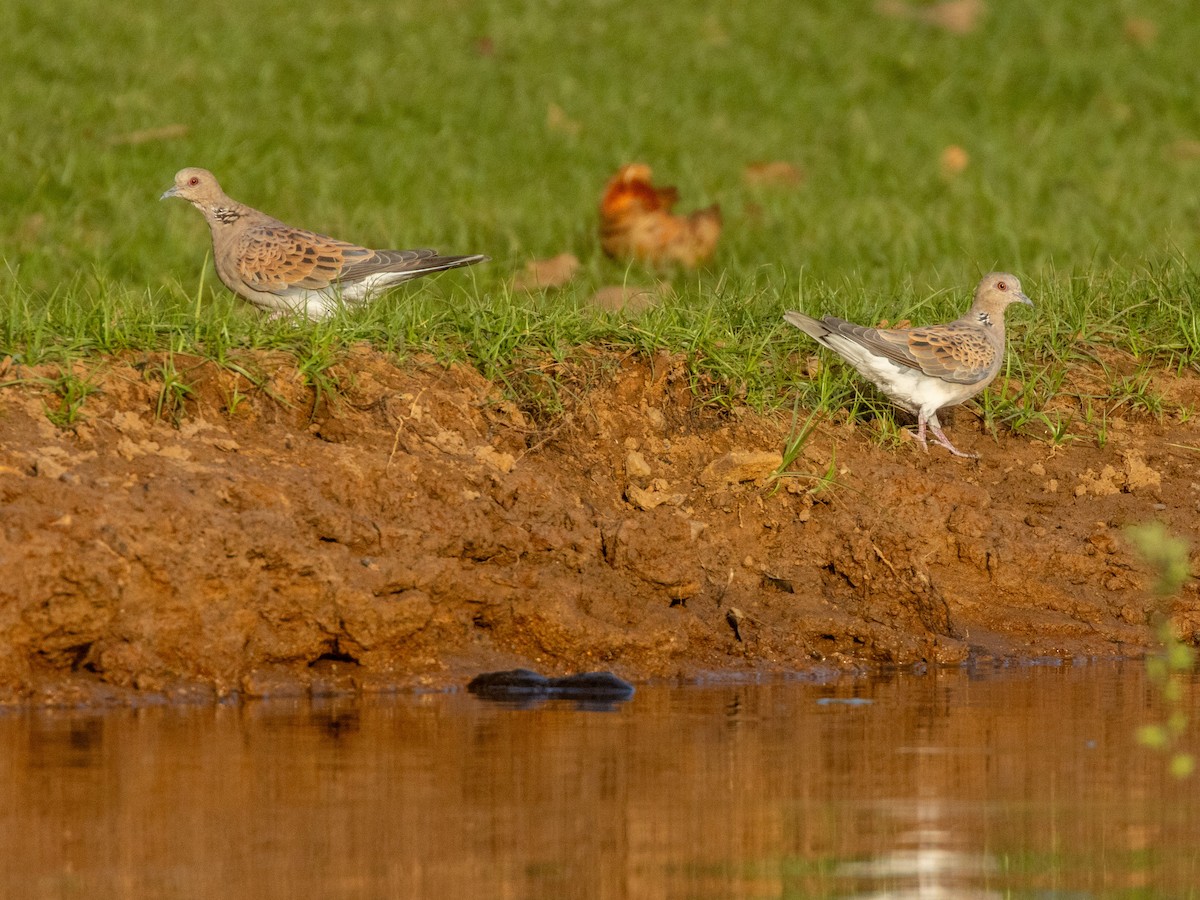 Горлица - ML652725830