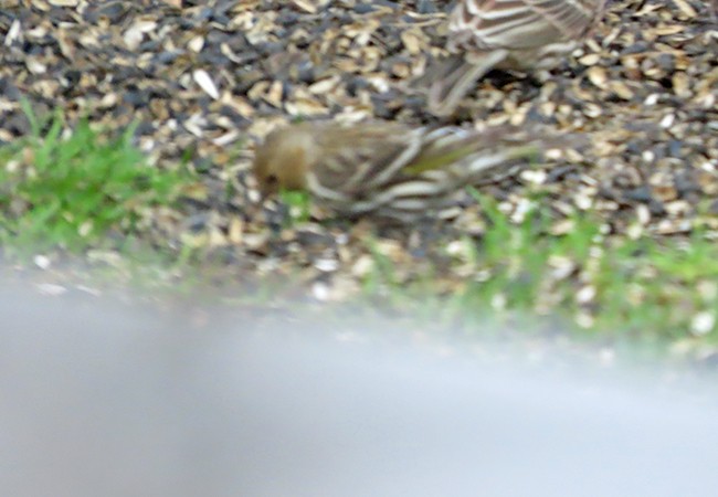 Pine Siskin - ML652725834