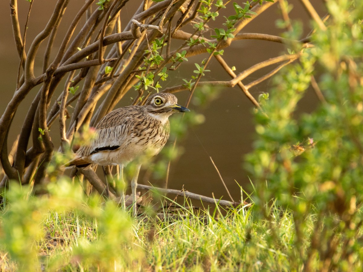 Сенегальская авдотка - ML652725836