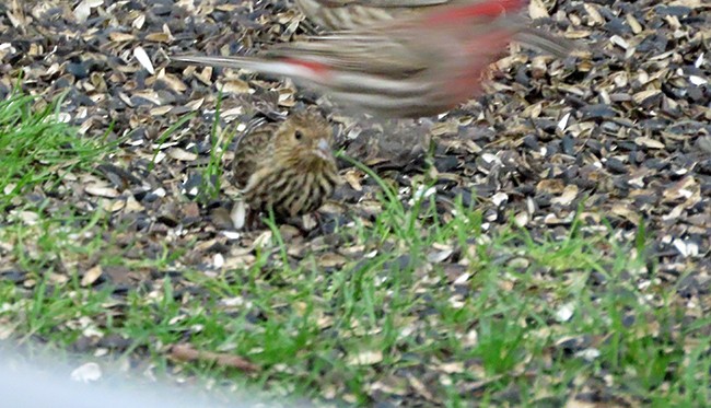 Pine Siskin - ML652725838