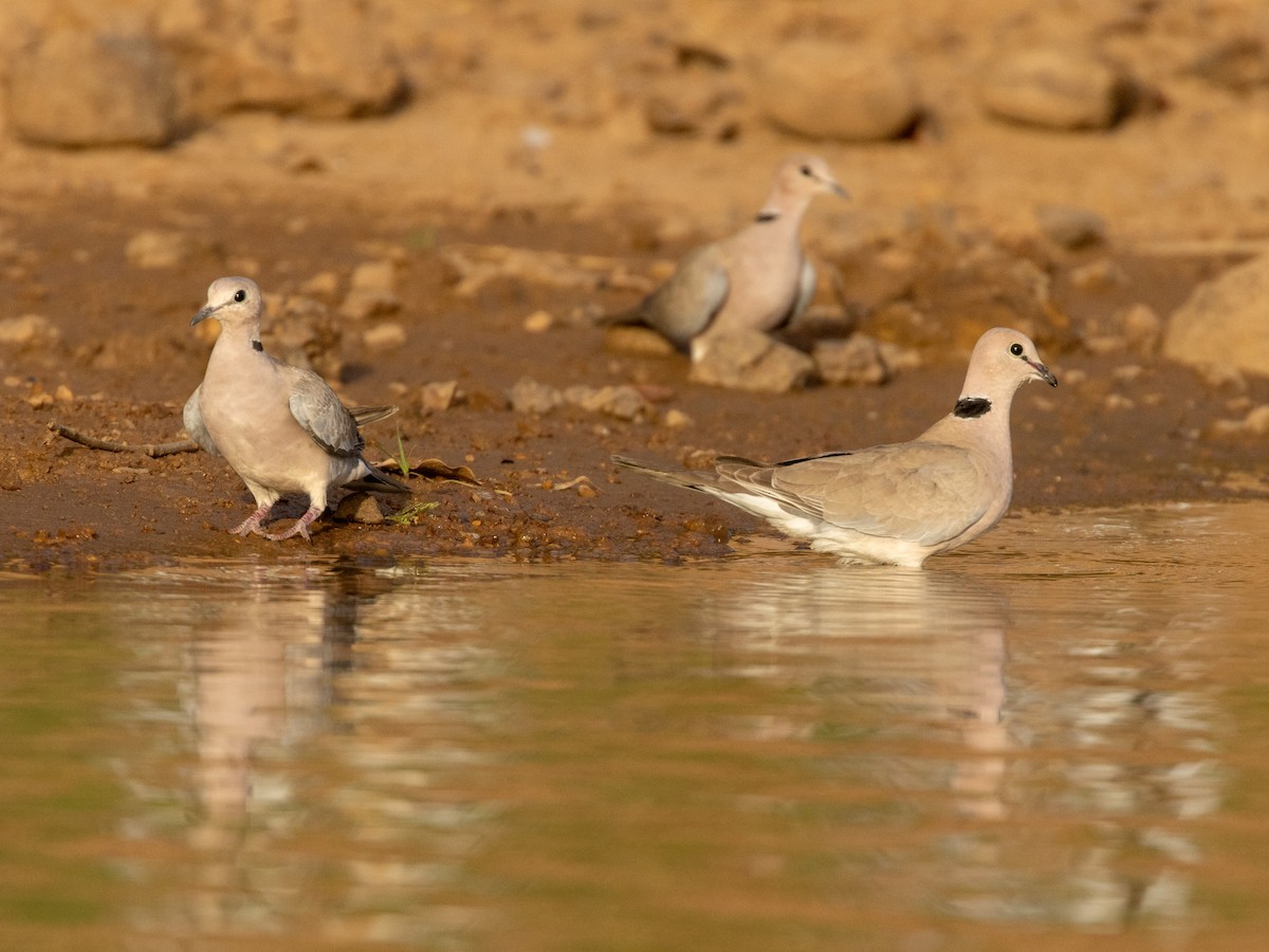 Винная горлица - ML652725868