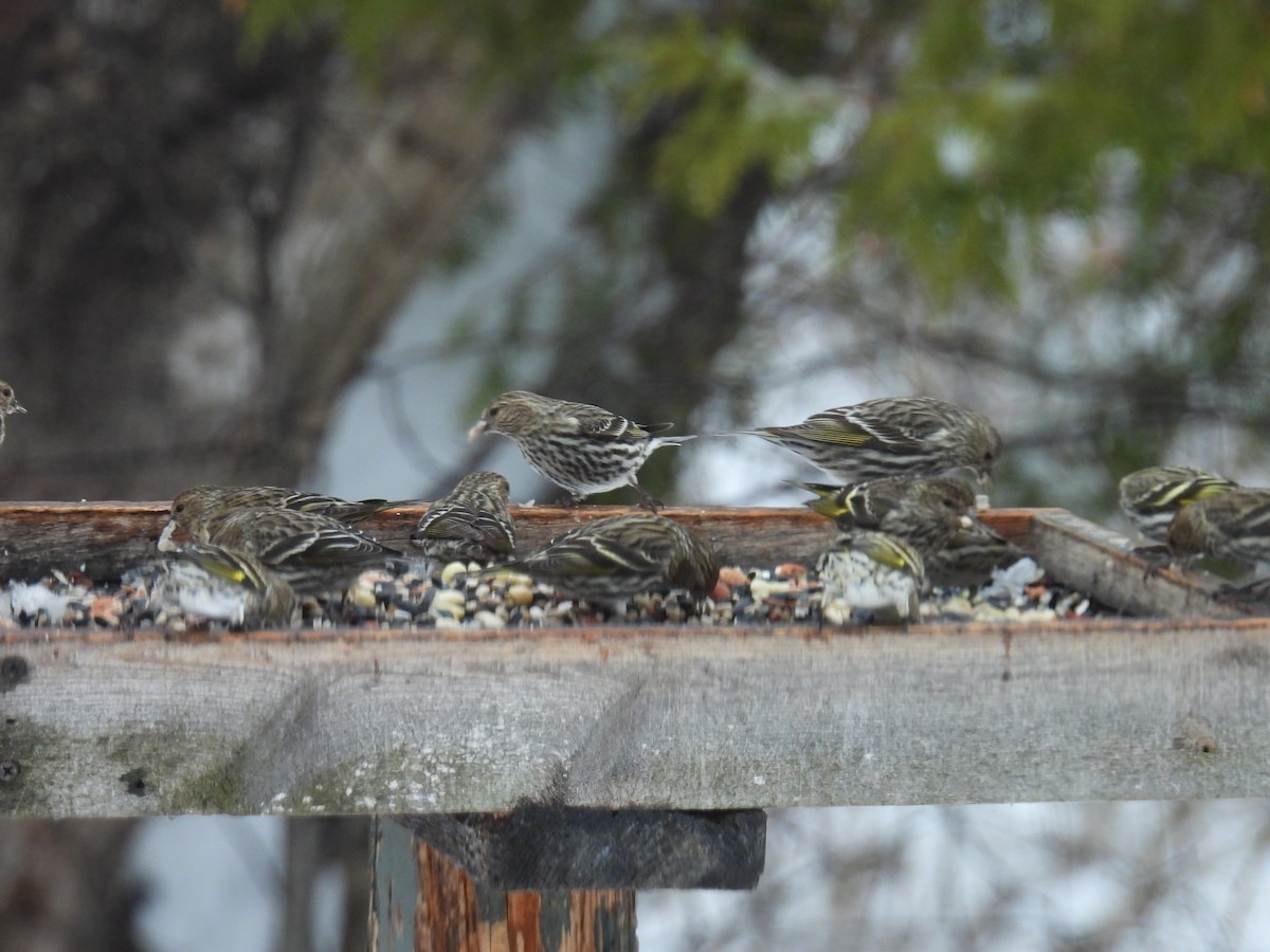 Pine Siskin - ML652726038