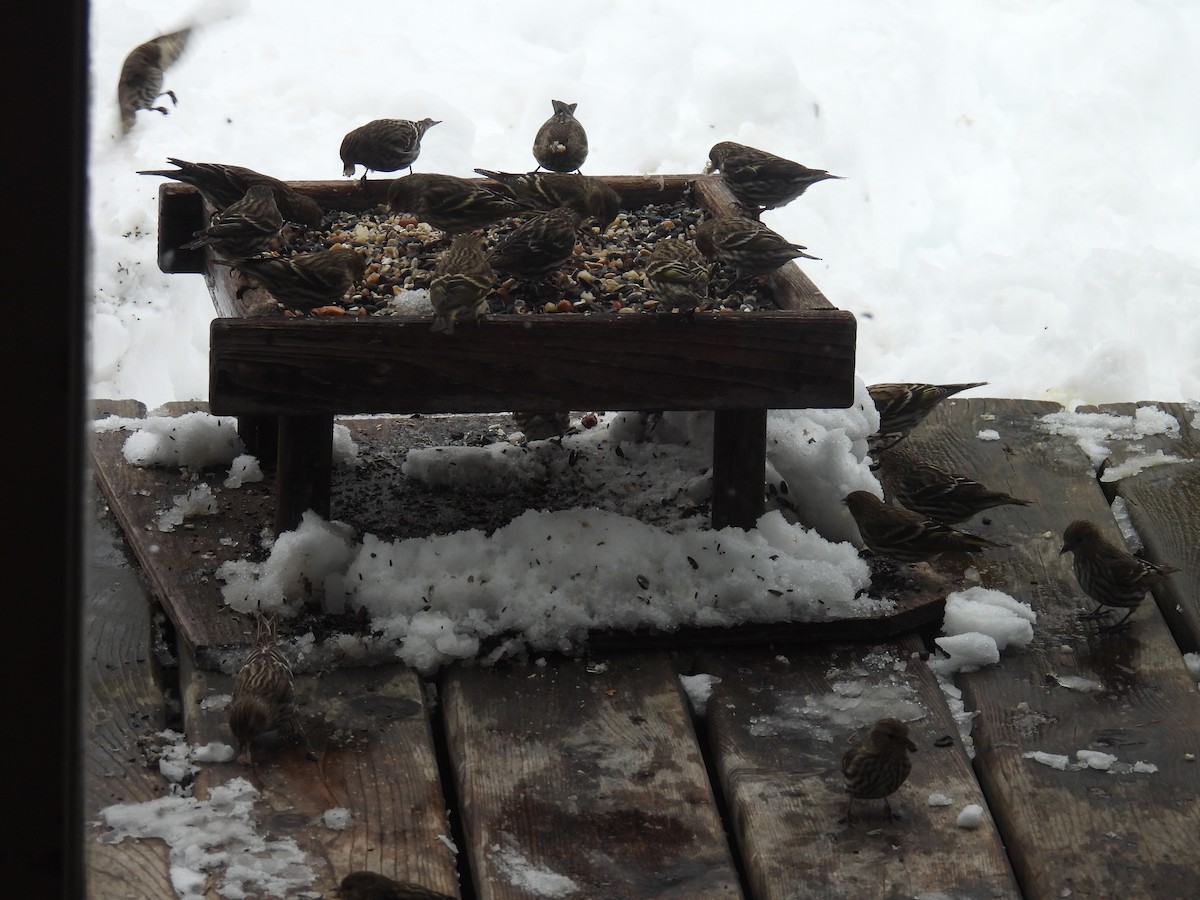 Pine Siskin - ML652726039