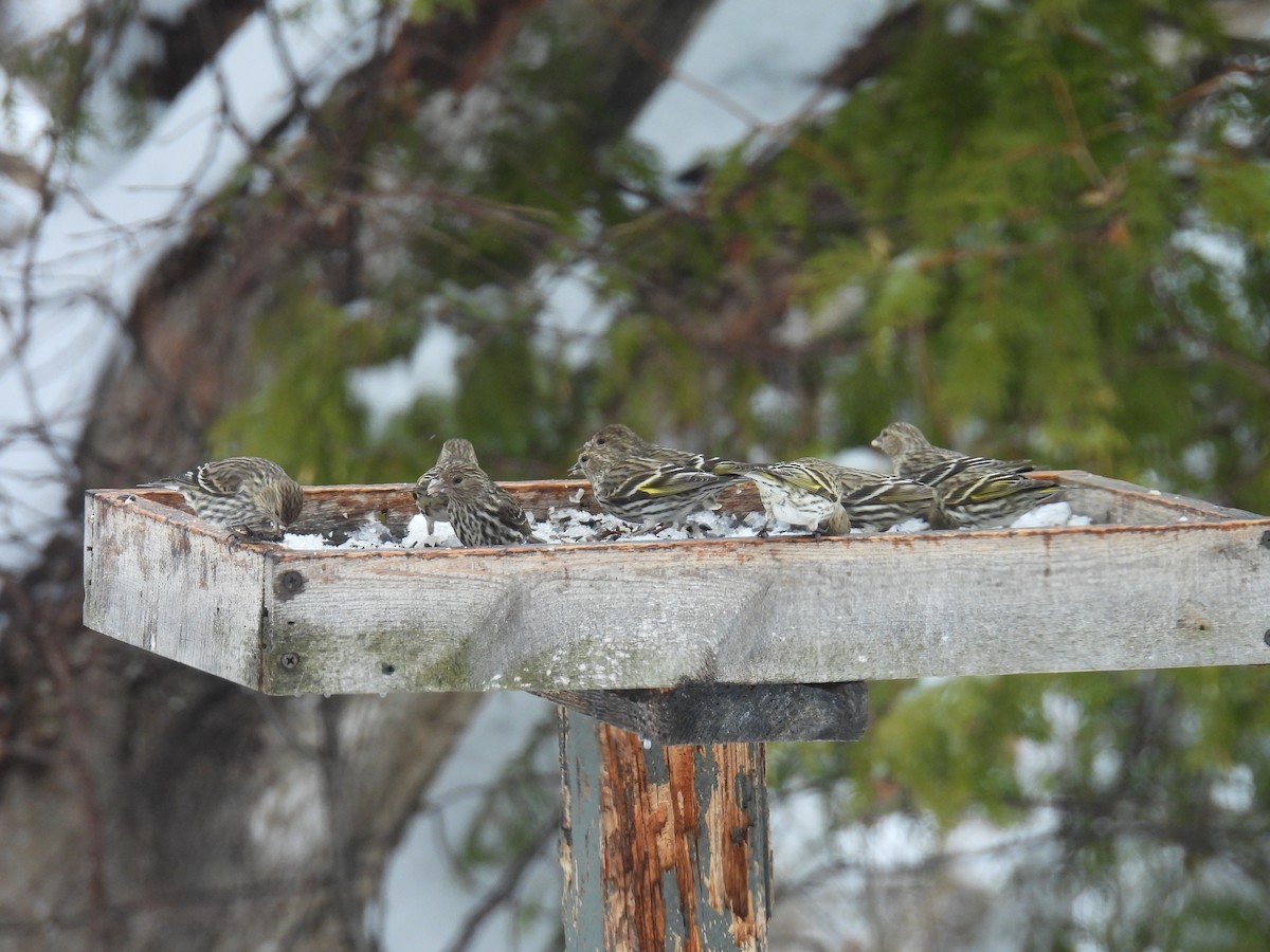 Pine Siskin - ML652726040