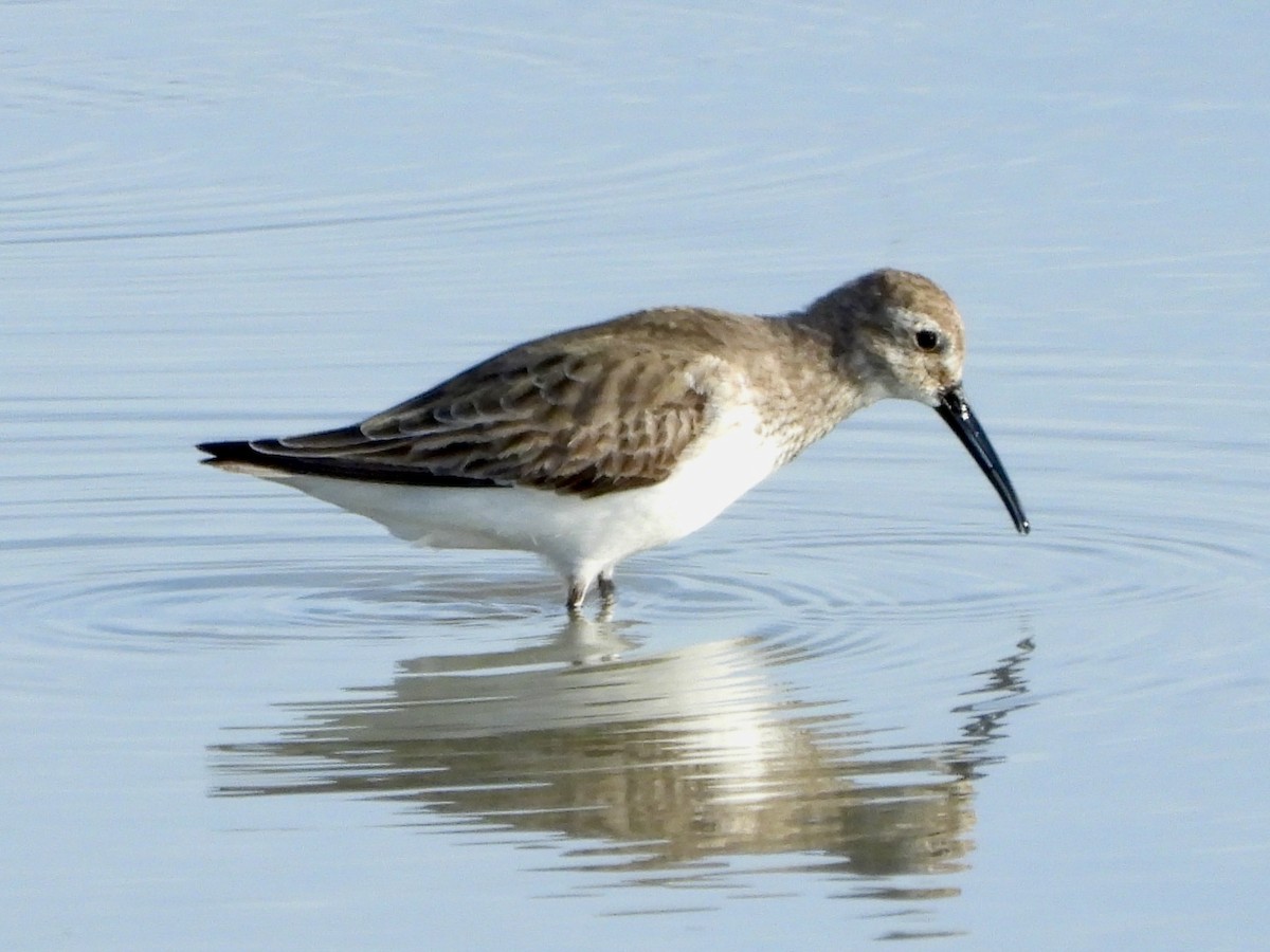 Txirri arrunta - ML652726082