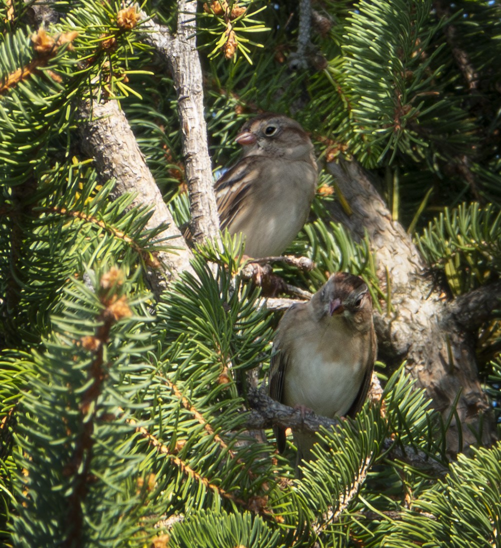 markspurv - ML652726216