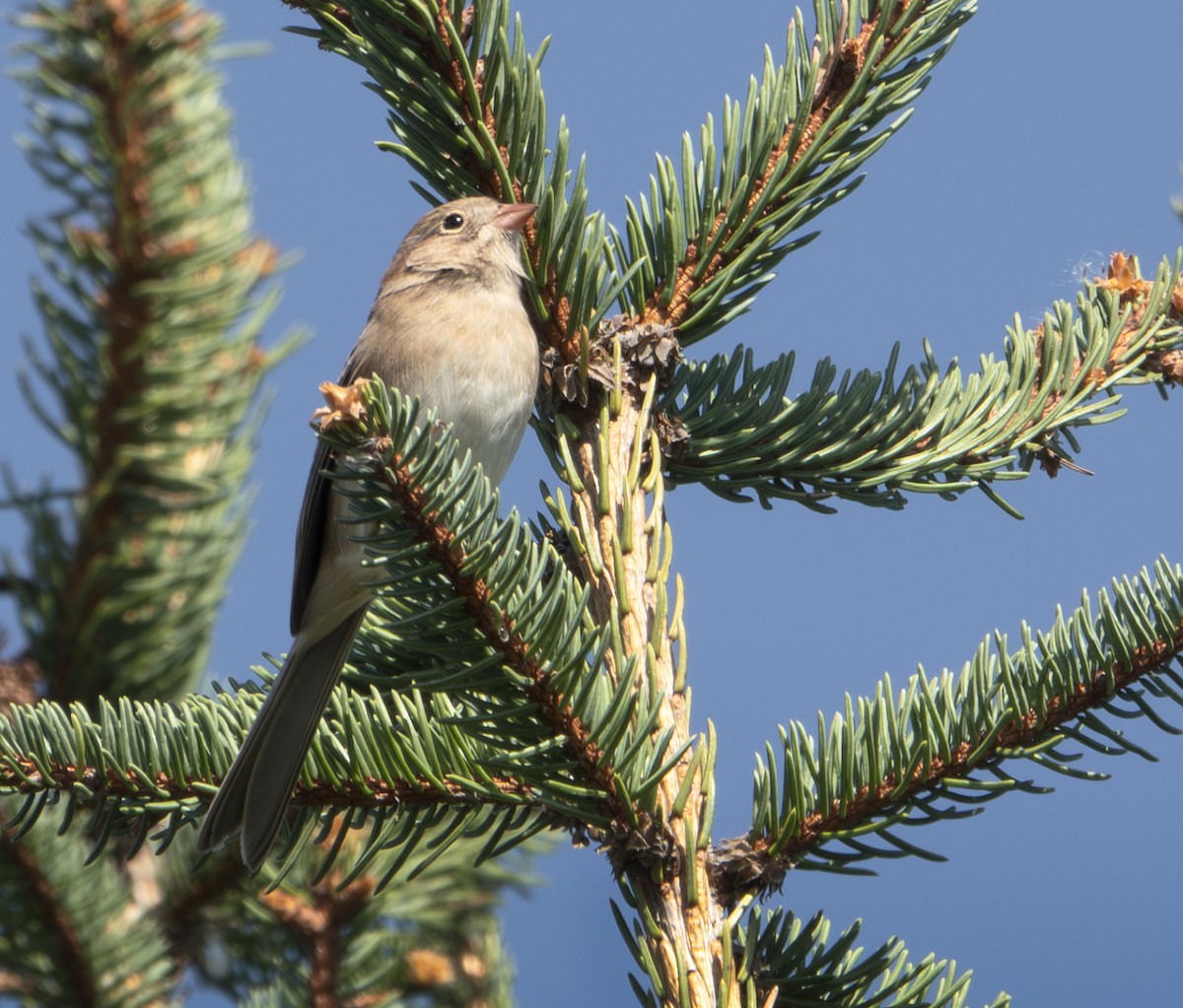 markspurv - ML652726222