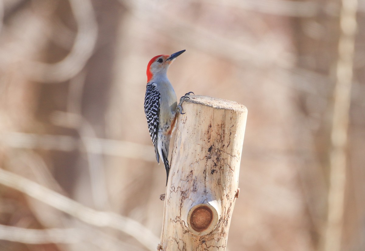 Red-bellied Woodpecker - ML652726283