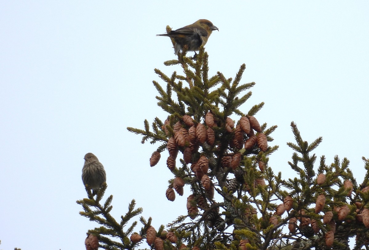Pine Siskin - ML652726353