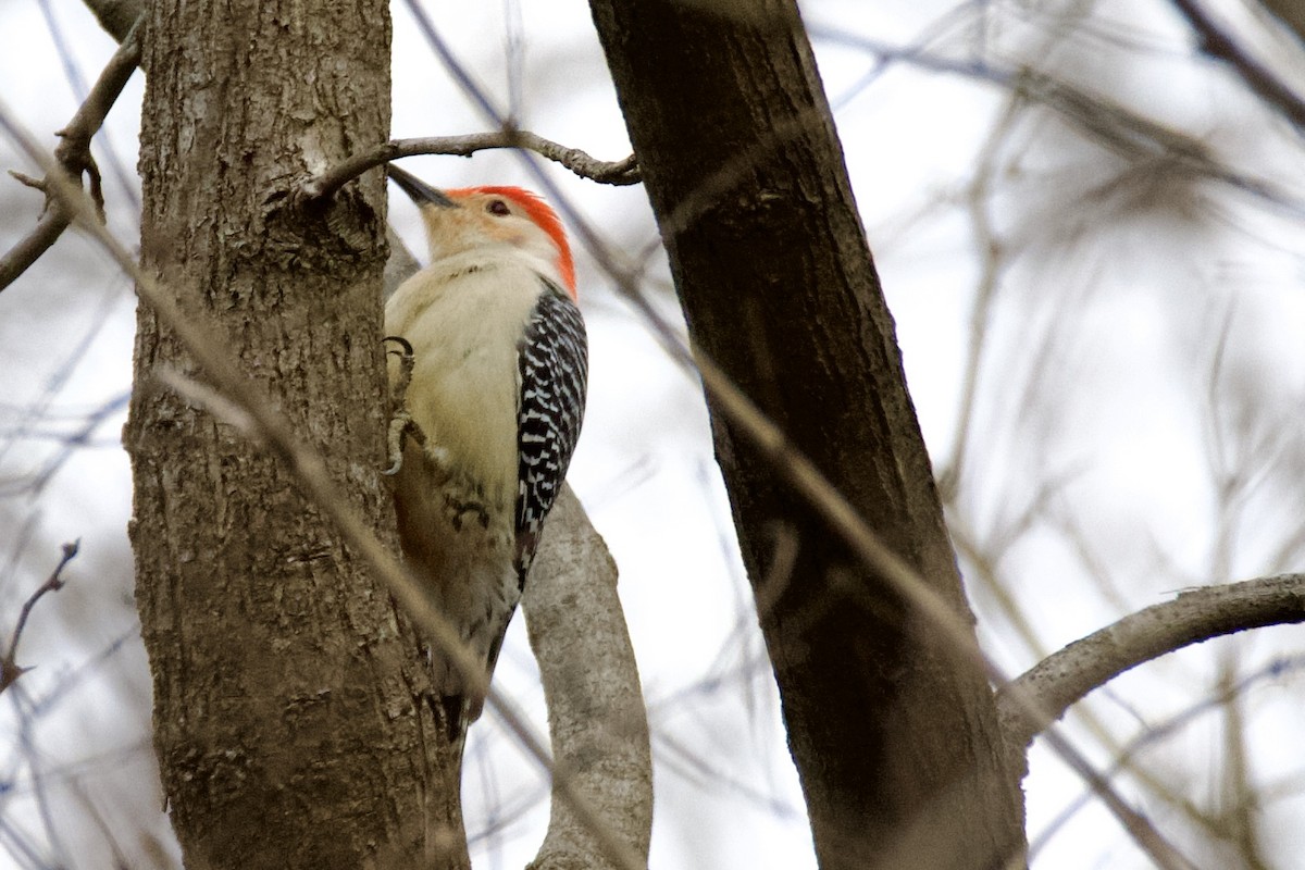 Red-bellied Woodpecker - ML652726443