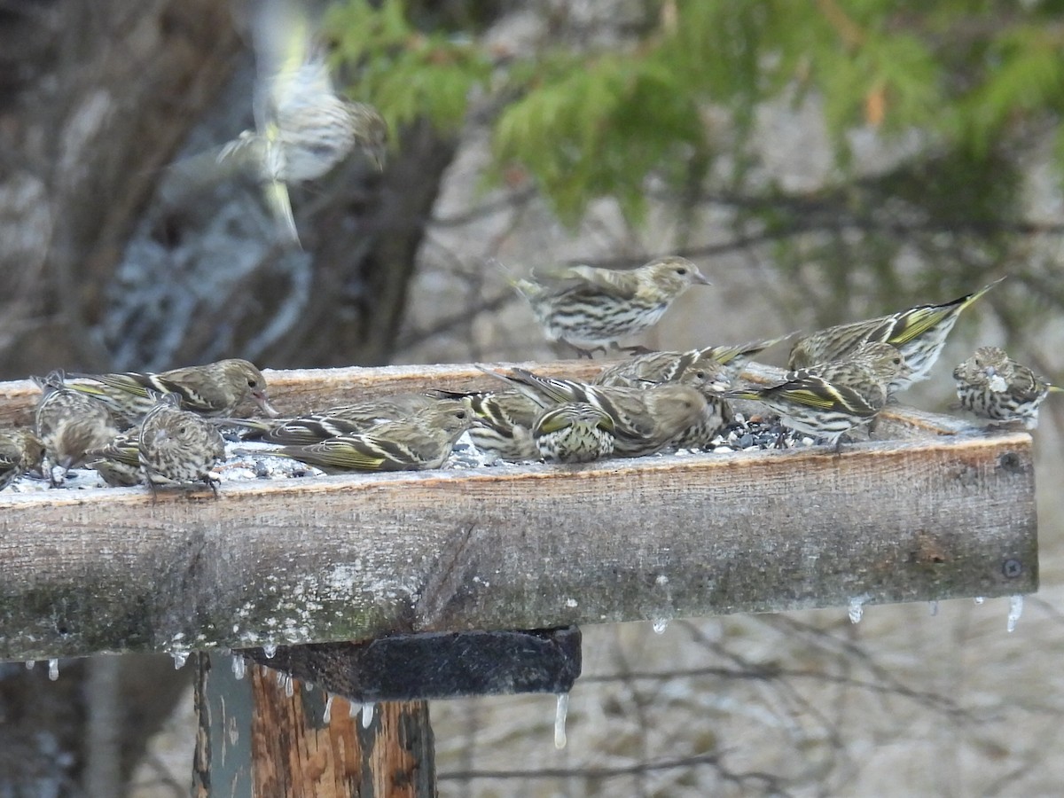 Pine Siskin - ML652726545
