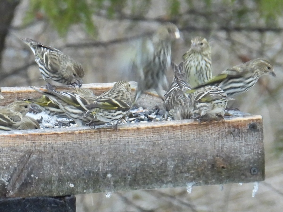 Pine Siskin - ML652726546