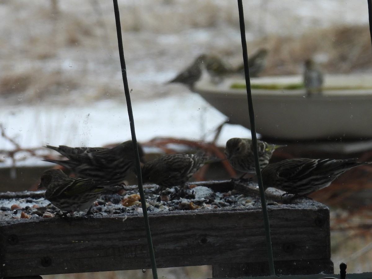 Pine Siskin - ML652726547