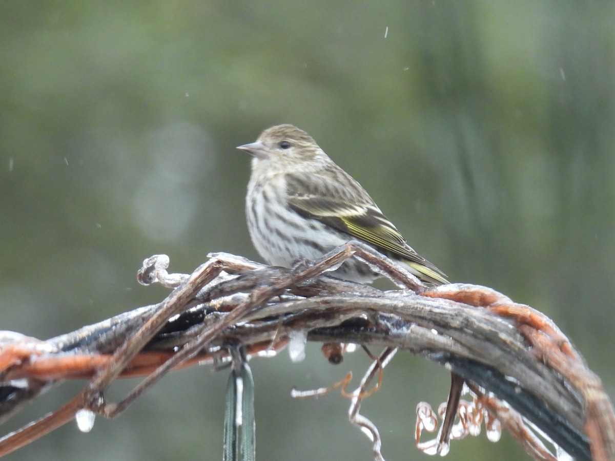 Pine Siskin - ML652726548