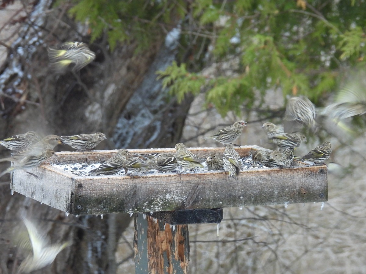 Pine Siskin - ML652726549