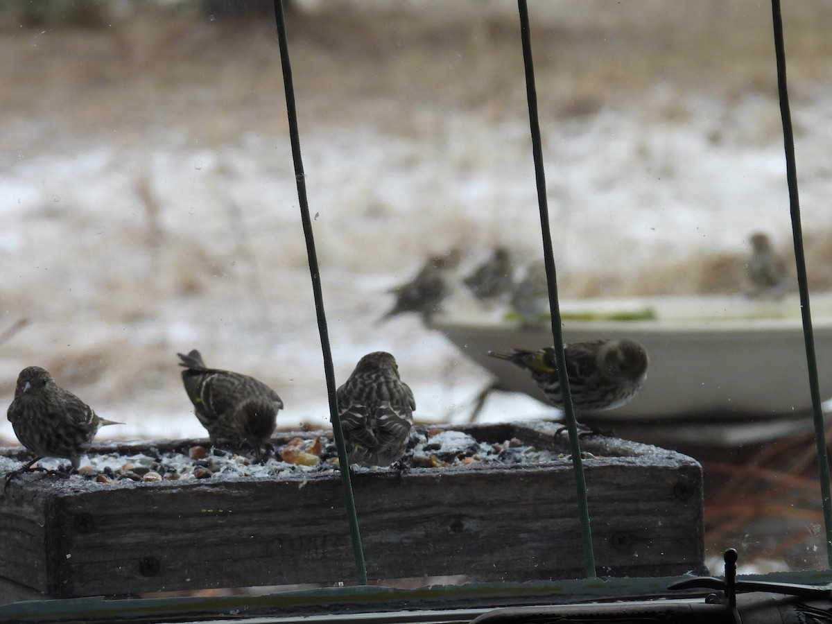 Pine Siskin - ML652726550