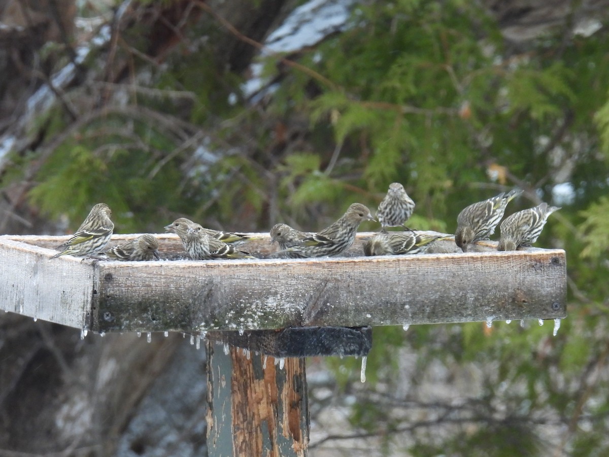 Pine Siskin - ML652726551