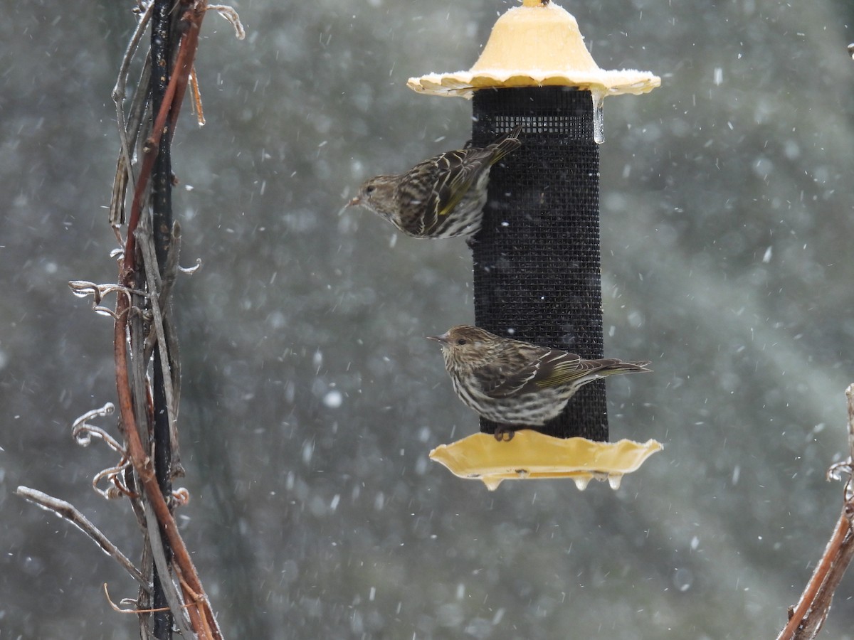 Pine Siskin - ML652726552