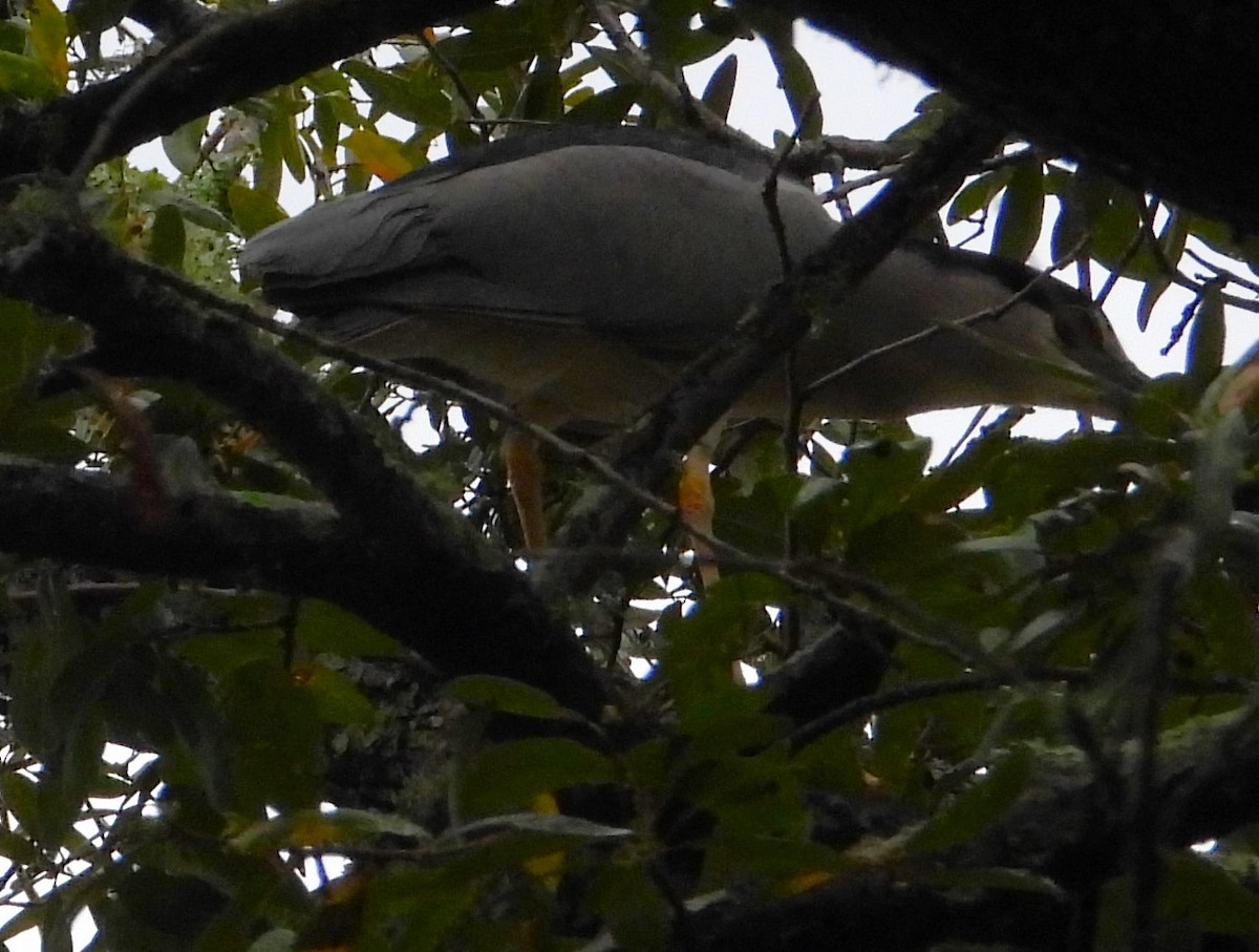 夜鷺 - ML652726658