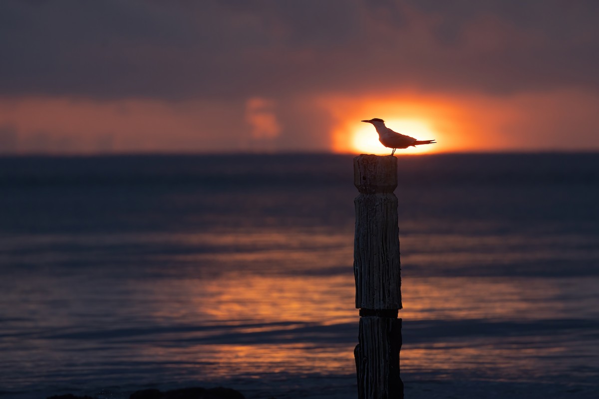 Common Tern - ML652726704