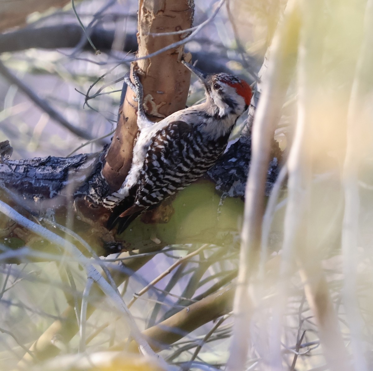 strakapoud proužkohřbetý - ML652726955