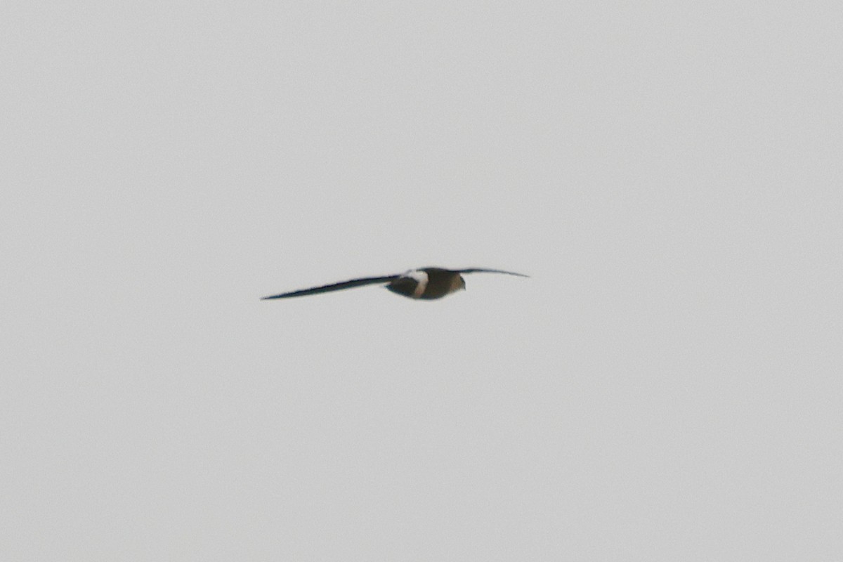 Baobab İğnekuyruğu - ML652727064