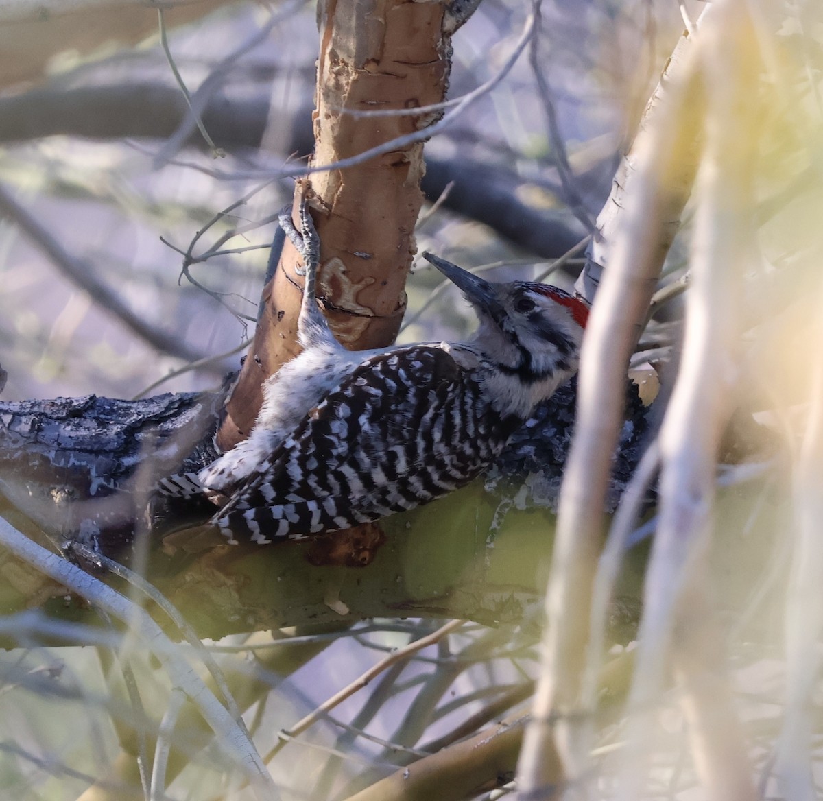 strakapoud proužkohřbetý - ML652727070