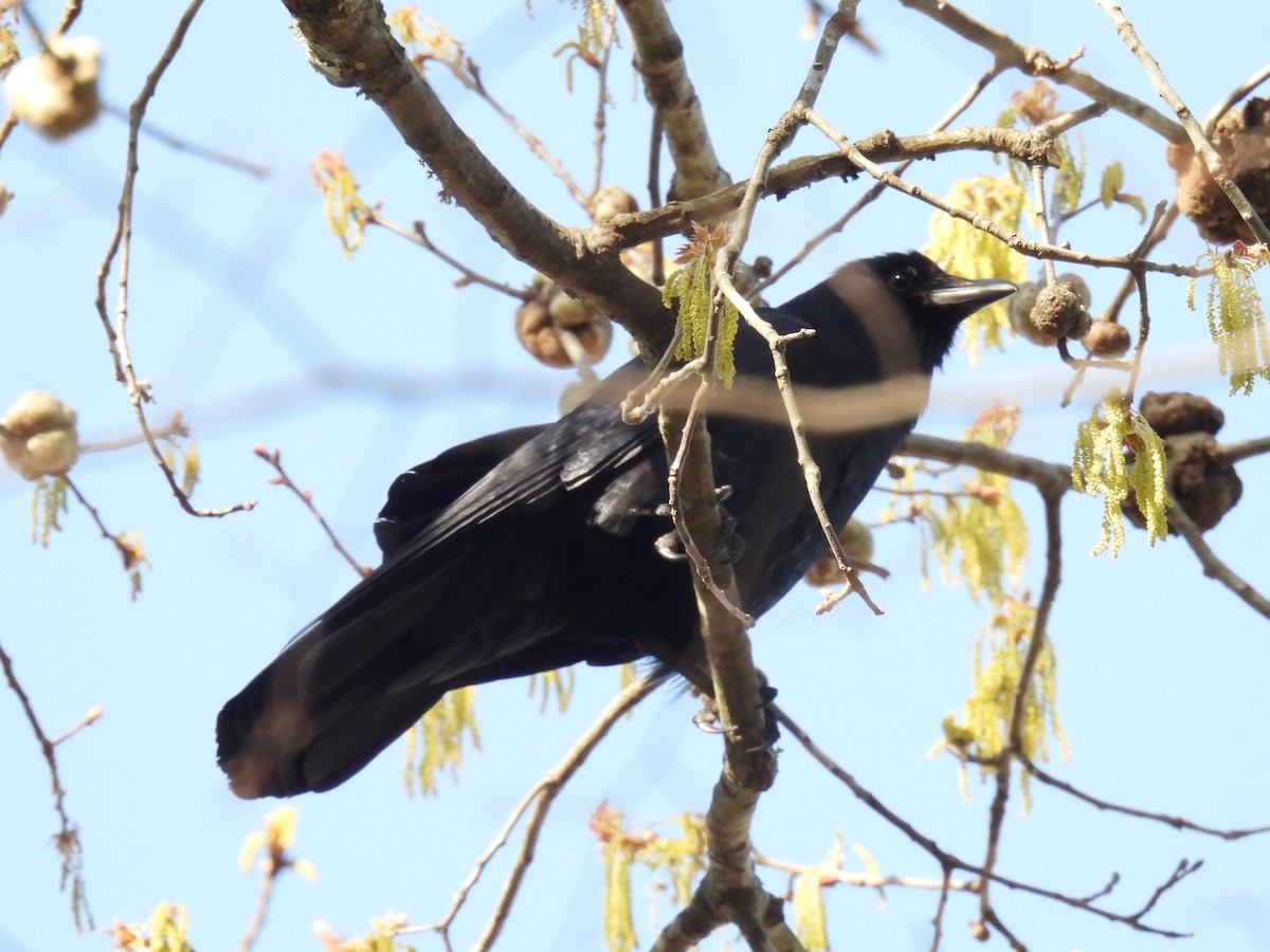 Fish Crow - ML652727072