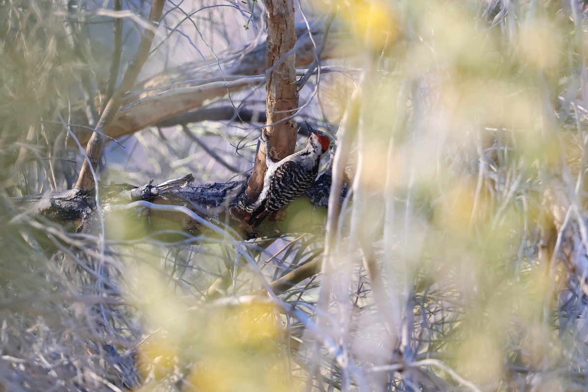 strakapoud proužkohřbetý - ML652727201