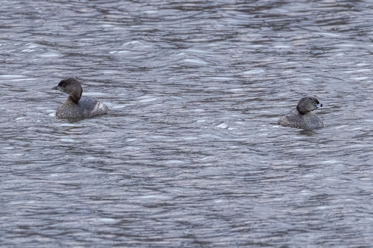 Pied-billed Grebe - ML652727258