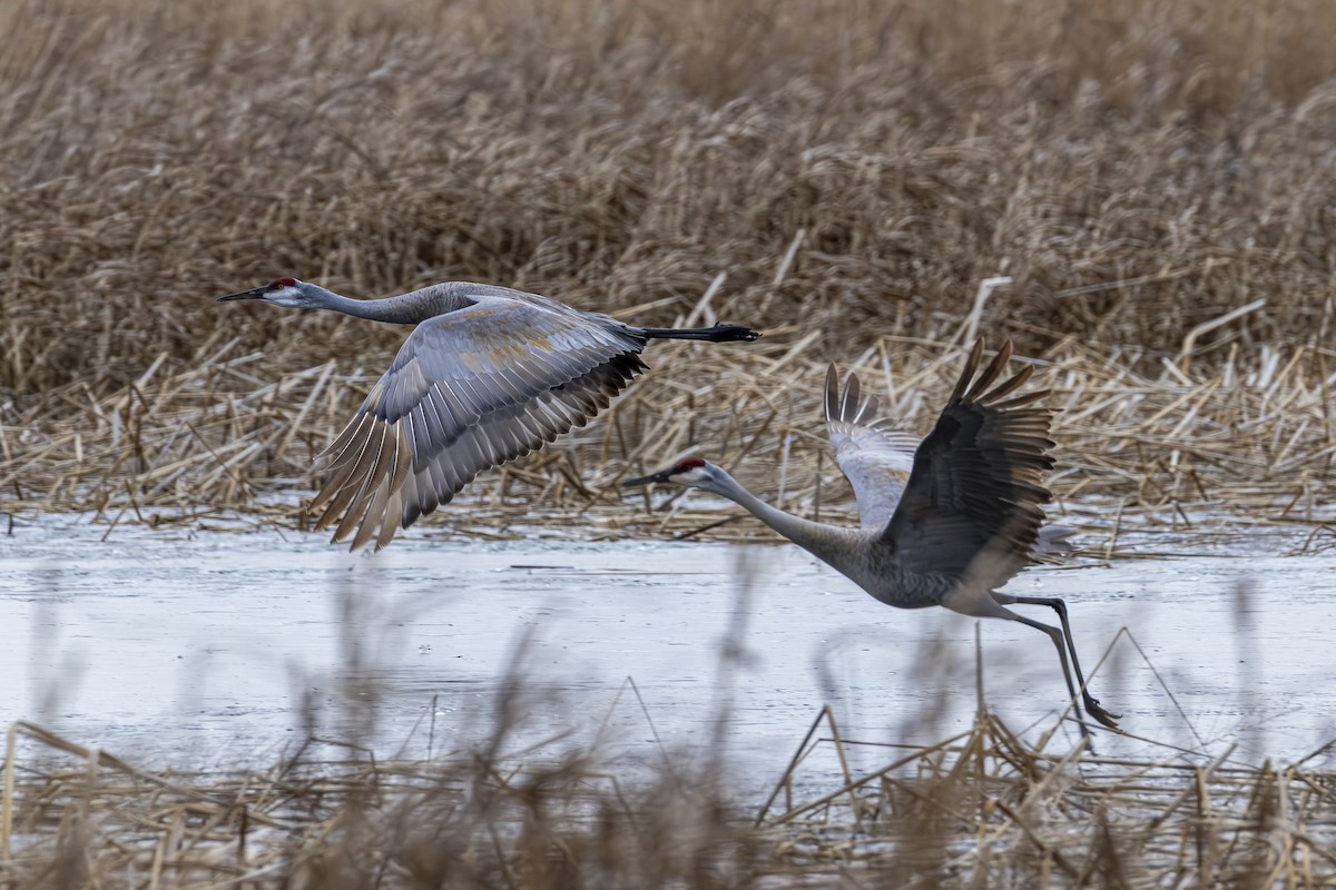 Sandhill Crane - ML652727272