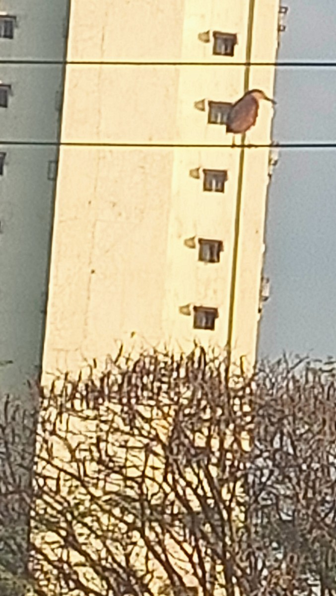 Nankeen Night Heron - ML652727273