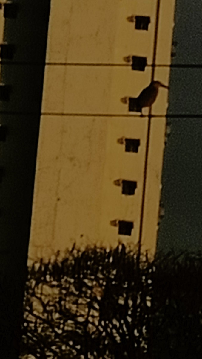 Nankeen Night Heron - ML652727297