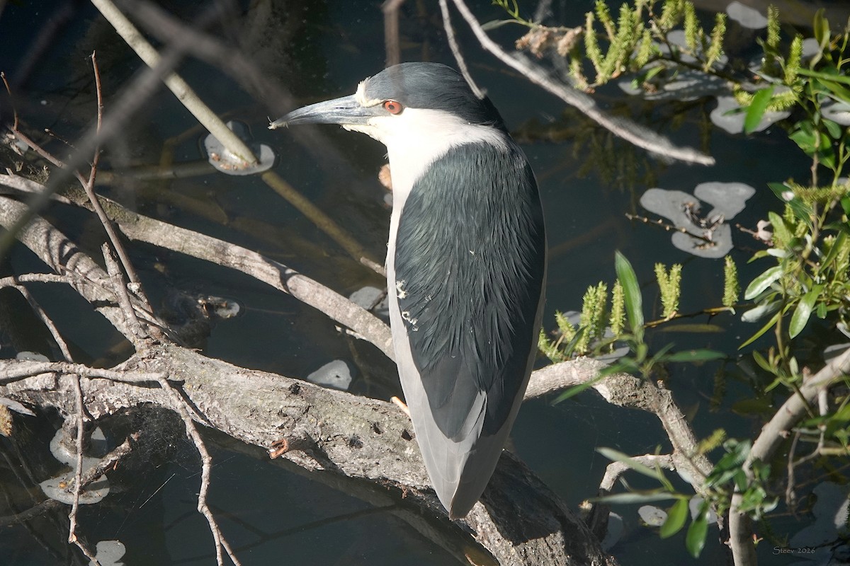 夜鷺 - ML652727299