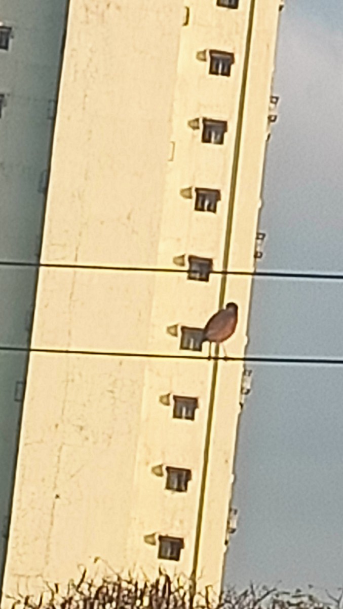 Nankeen Night Heron - ML652727326