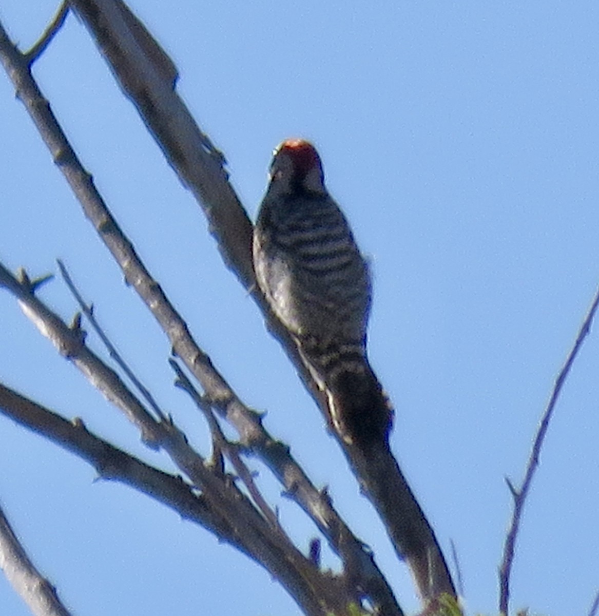 strakapoud proužkohřbetý - ML652727349