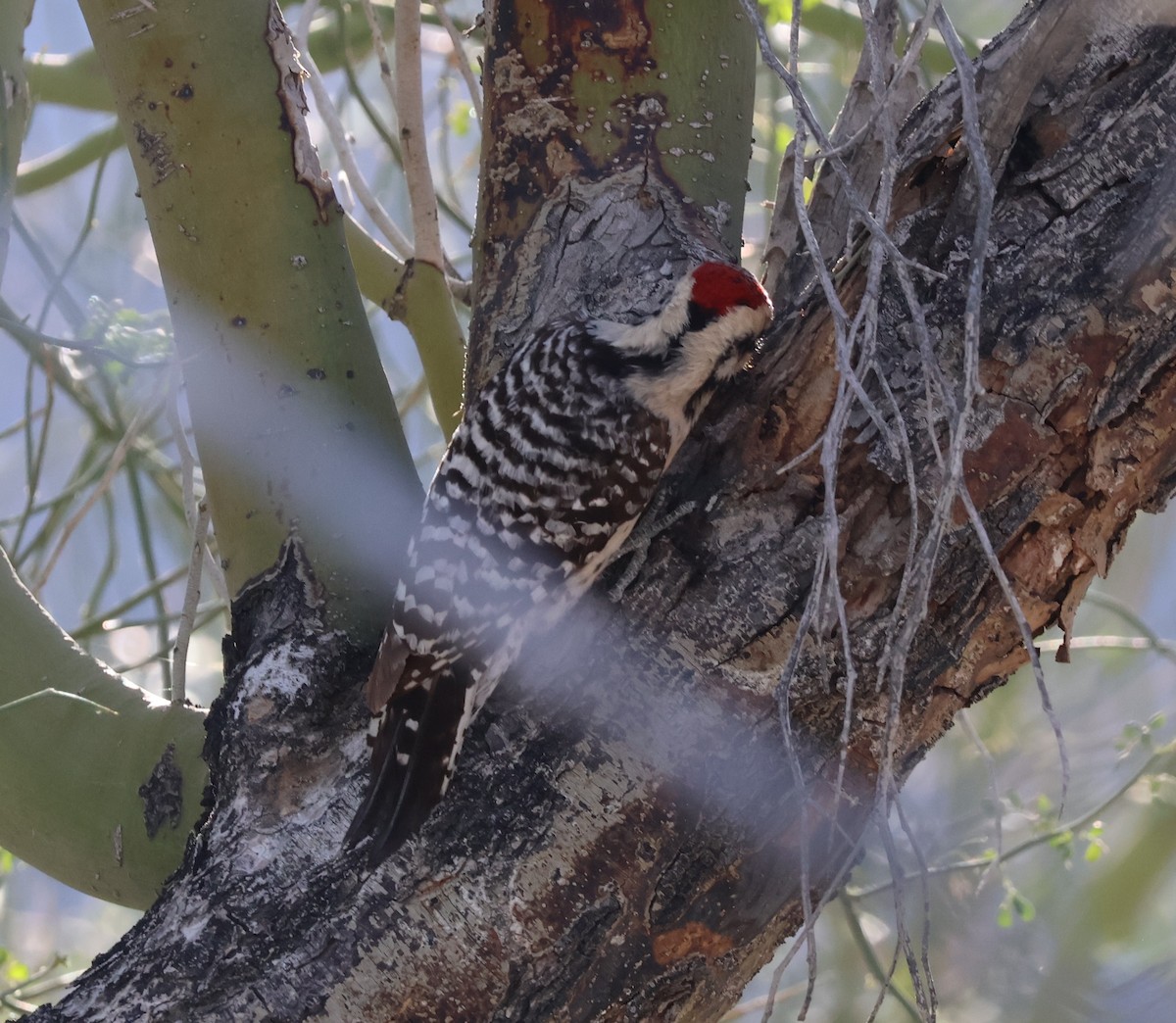 strakapoud proužkohřbetý - ML652727350