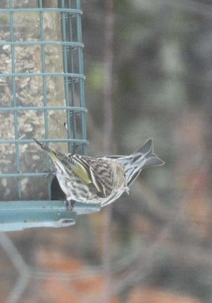 Pine Siskin - ML652727365