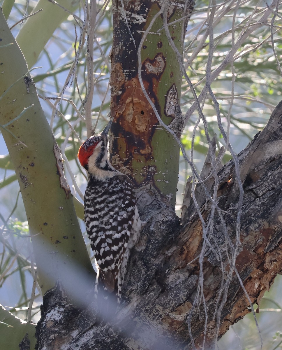 strakapoud proužkohřbetý - ML652727536