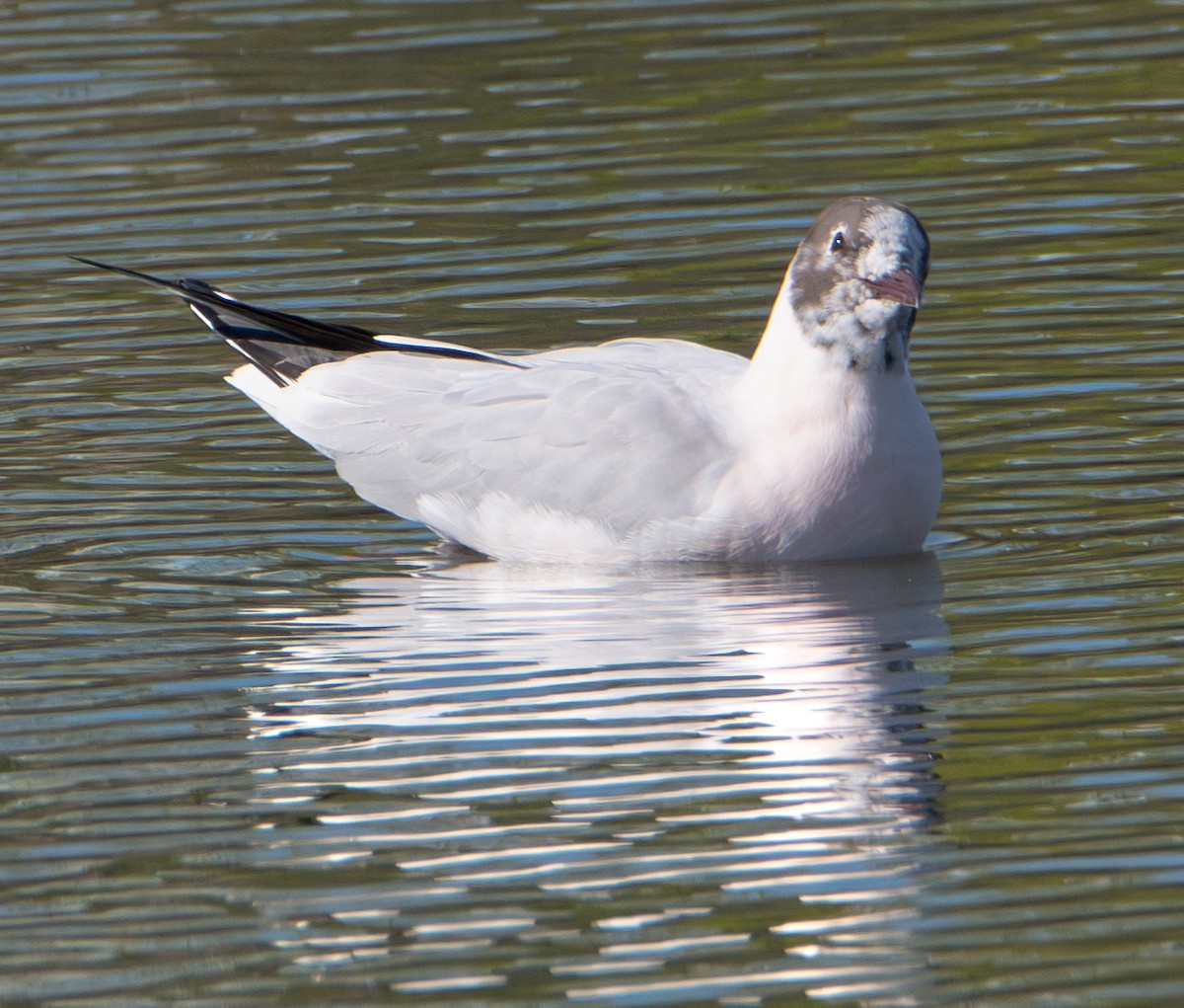 Озёрная чайка - ML652727678