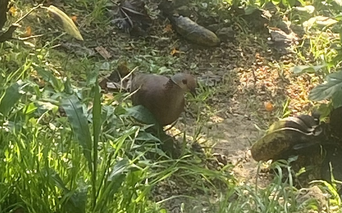 オオウズラバト - ML652727680