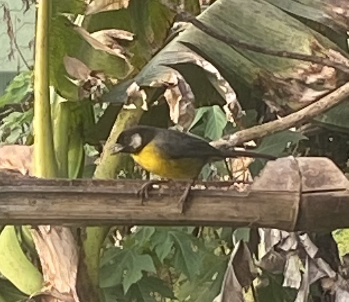 サンタマルタヤブシトド - ML652727684