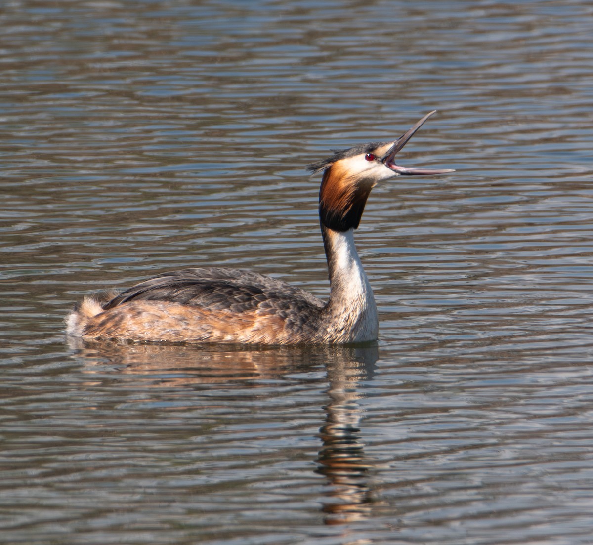 Чомга - ML652727716